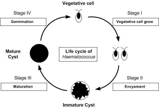 Haematococcus pluvialis의 생활사