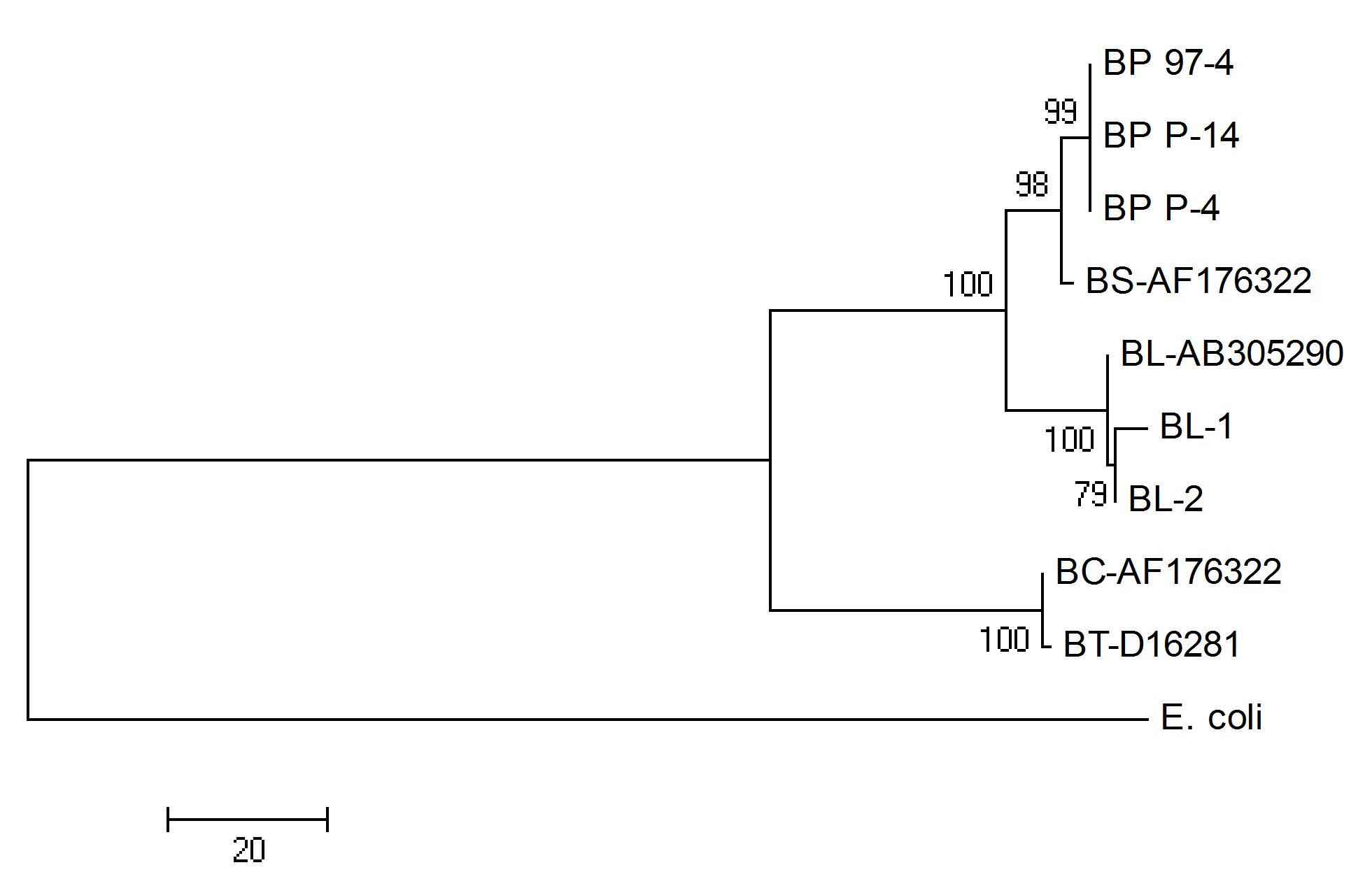 선정균주의 16S rRNA 유전자 서열과 여러 가지 대표 bacillus 종들간의 phylogenetic tree.