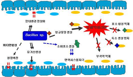 Bacillus 계열의 장내의 활성 기전
