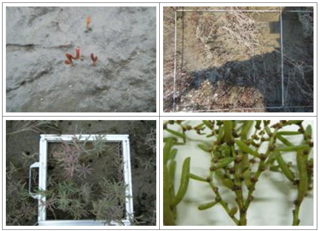 칠면초의 생활사(발아기, 최대 유식물출현기, 개화기, 채종기)