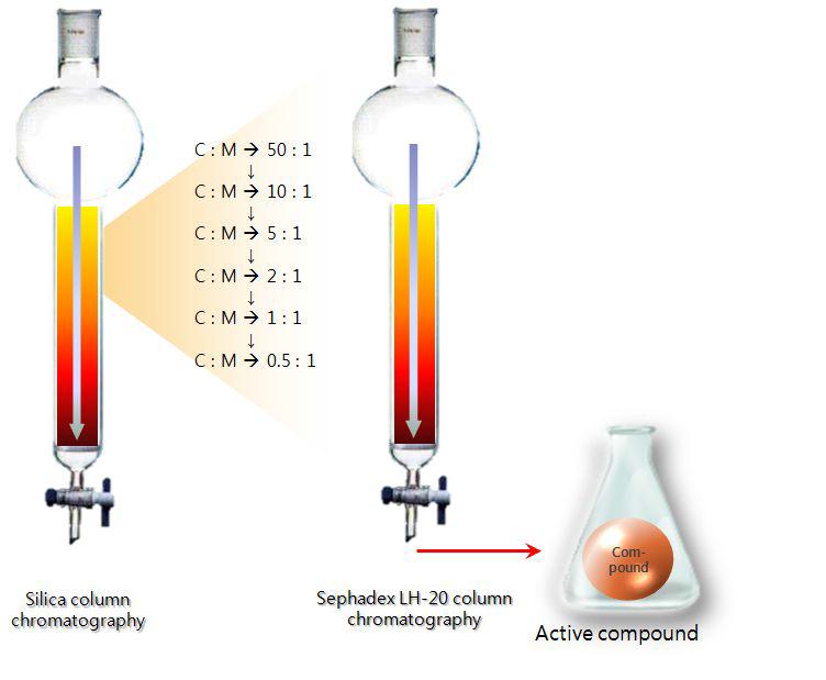 SephadexLH-20columnchromatography분리