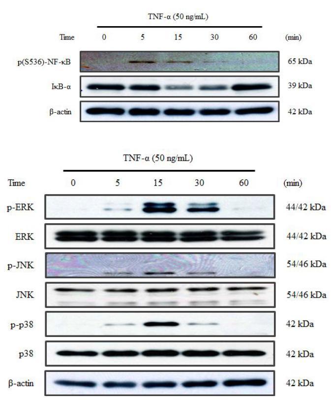 NF-κB and MAPK signaling pathways activated by TNF-α stimulation in HaCatkeratinocytes.