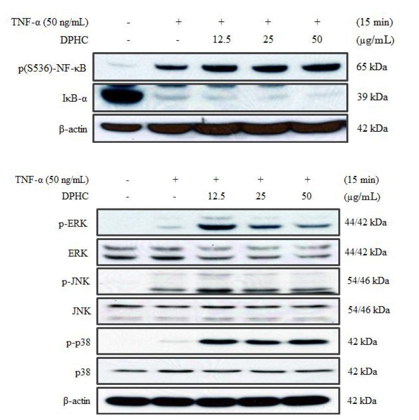 EffectofDPHC on theNF-κB and MAPK signaling pathwaysactivated by TNF-α stimulation in HaCat keratinocytes.