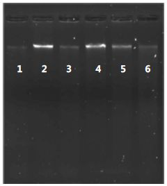 Amphidinium 으로부터 추출된 Genomic DNA의 전 기영동 사진.