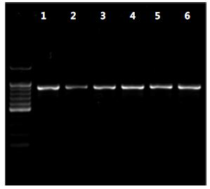 LSU D1R과 LSU D3B의 Primer 조합을 이용한 LSU rDNA의 PCR 증폭한 결과.