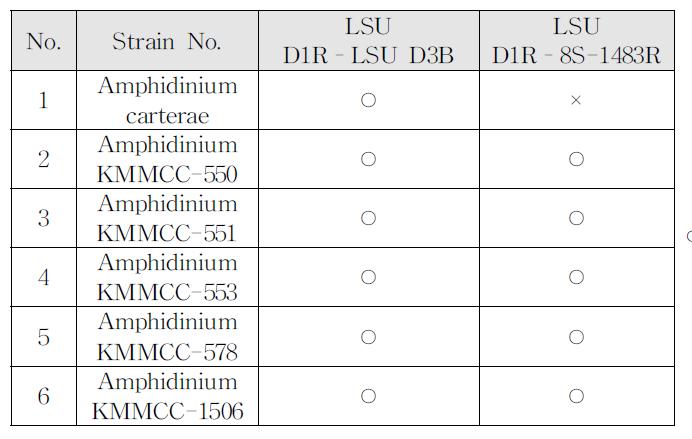 Amphidinium Strains의 LSU rRNA 유전자의 PCR 증 폭반응을 위한 Primer 정보와 PCR 증폭반응 성공 여부