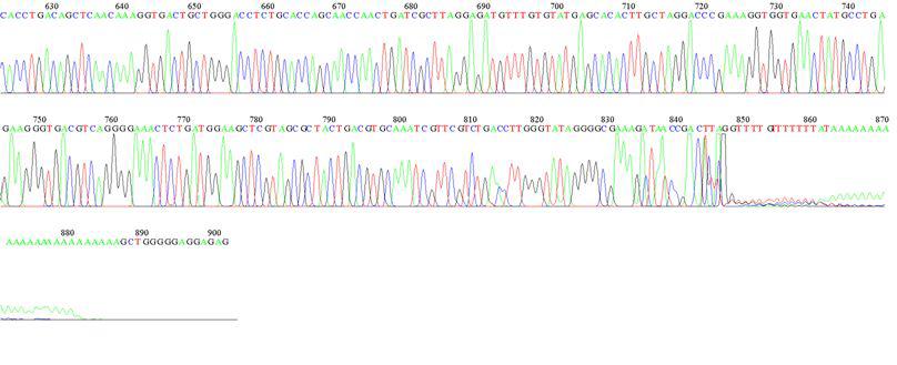 A. carterae LSU D1R Sequence Data-2
