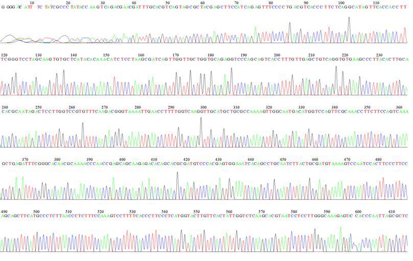 A. carterae LSU D3B Sequence Data-1
