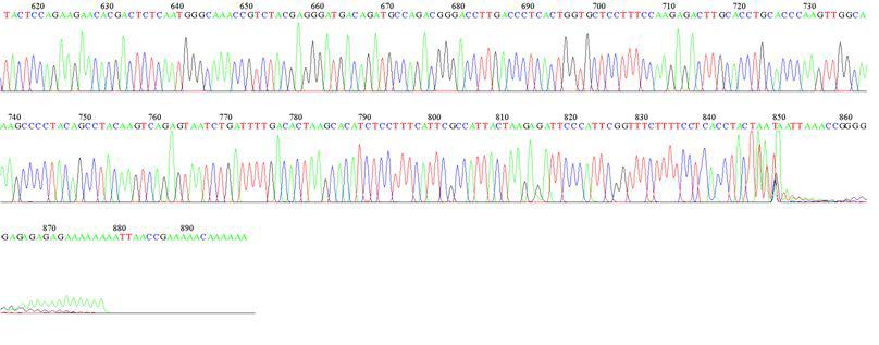A. carterae LSU D3B Sequence Data-1