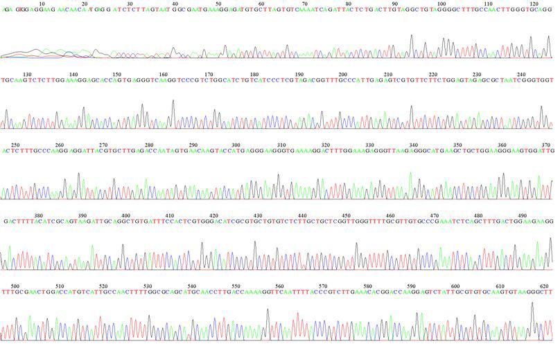 KMMCC-550 LSU D1R Sequence Data-1