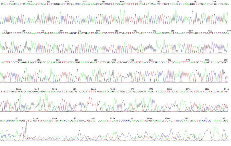 KMMCC-551 LSU D1R Sequence Data-2