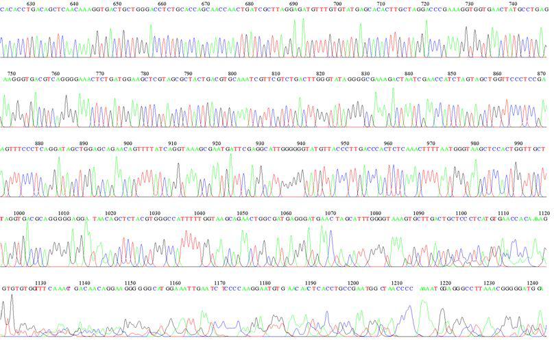 KMMCC-578 LSU D1R Sequence Data-2