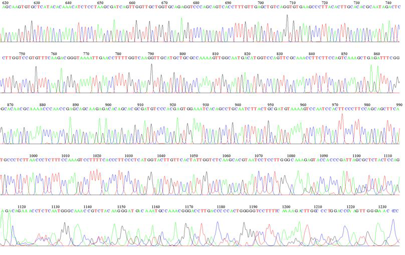 KMMCC-551 1483R Sequence Data-2