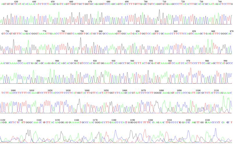 KMMCC-578 1483R Sequence Data-2