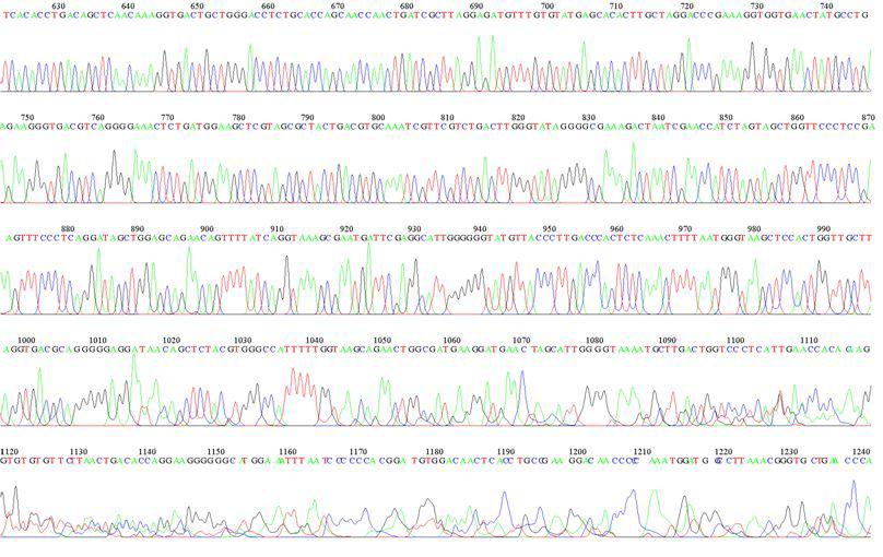 KMMCC-553 LSU D1R Sequence Data-2