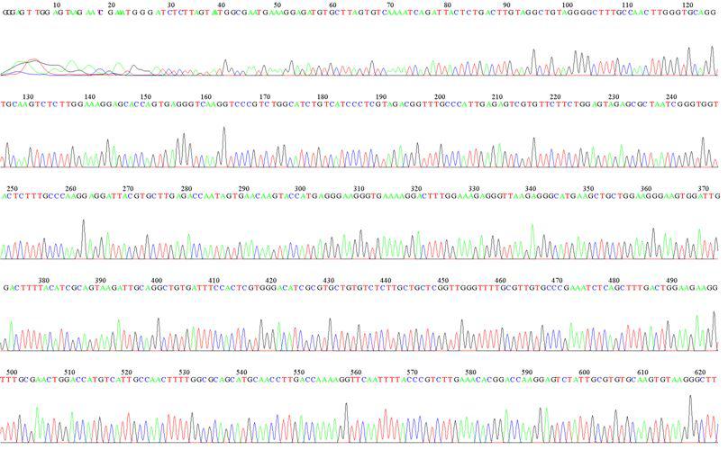 KMMCC-578 LSU D1R Sequence Data-1
