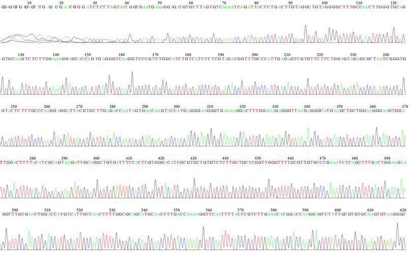 KMMCC-1506 LSU D1R Sequence Data-1