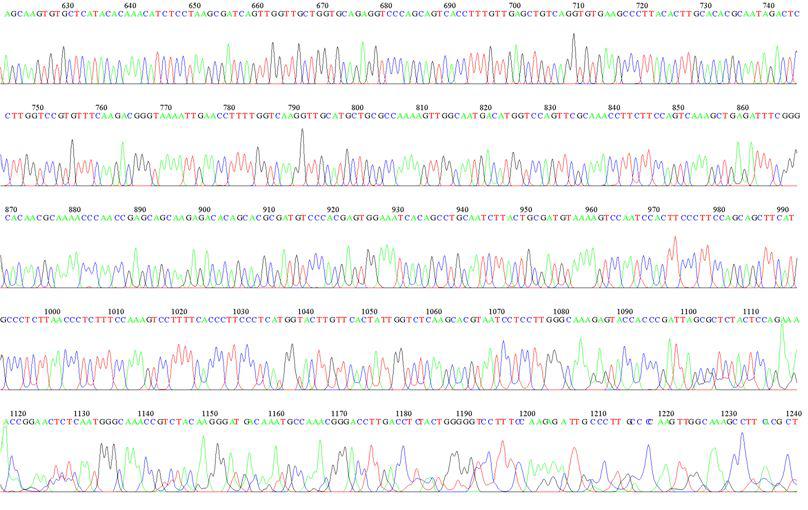 KMMCC-1506 1483R Sequence Data-2