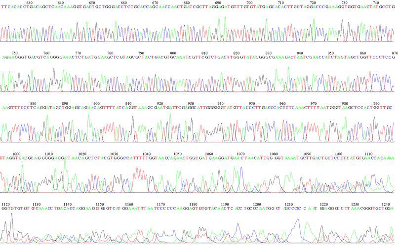 KMMCC-1506 LSU D1R Sequence Data-2
