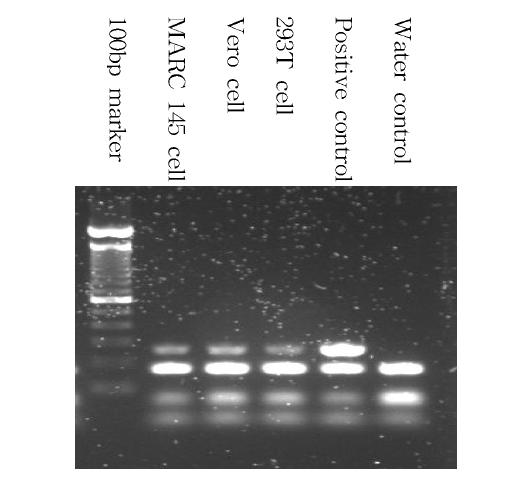 PCR analysis of Mycoplasma contamination in cell lines