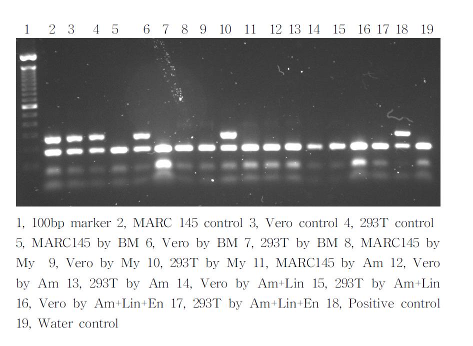 PCR analysis of Mycoplasma regrowth status in cell lines after one month culturing in antibiotic-free medium