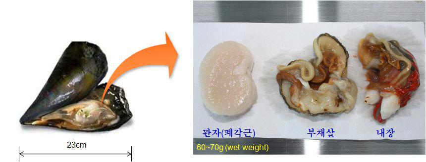 실험에 사용된 키조개 및 키조개 부위별 사진