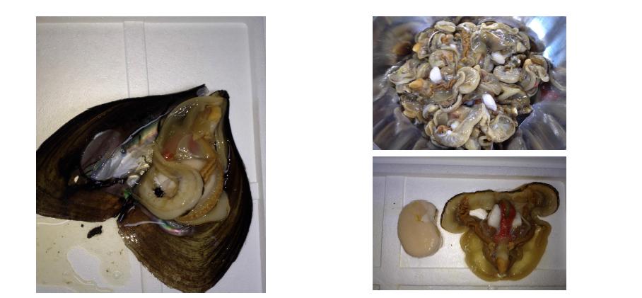 Opening view of pen*shell(left), whole viscera(right above) and adductor muscle & edible viscera(right below)