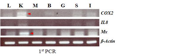 조직별 면역반응유전자 COX2, IL-8 및 Mx 유전자발현.
