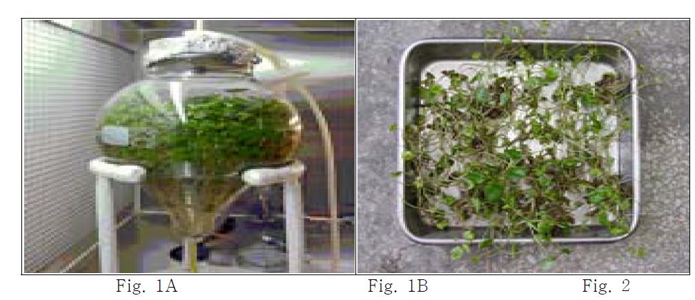 A. Air lift type bioreactor culture of Centella asiatica. B. C. asiatica Plantlets of cultured in air lift type bioreactor for 2 months
