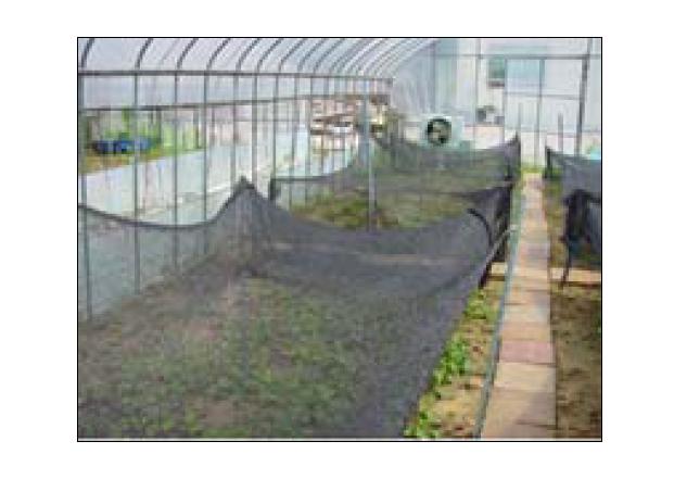 Installation of light-shield for C. asiatica plants cultivation