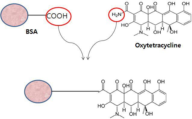 Oxytetracyclin-BSA 칸쥬게이션