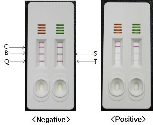 멤브레인 코팅 최적화 확인시험. C: Control line, B: Beta lactam test line, Q: Quinolone test line, S: sulfonamide test line, T: Tetracycline testline