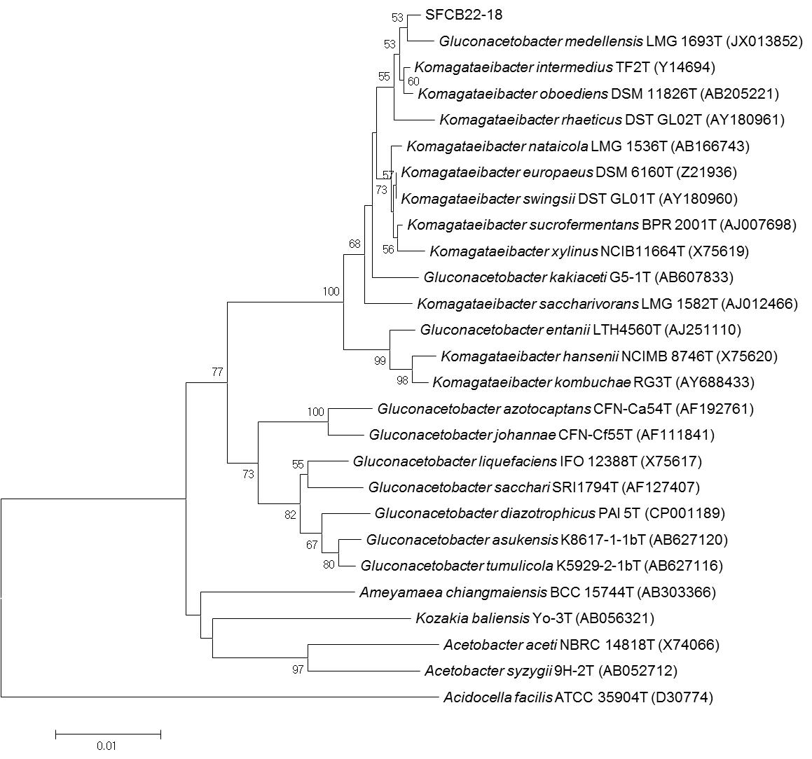 SFCB22-18 균주의 16S rRNA 유전자 염기서열에 의한 계통수