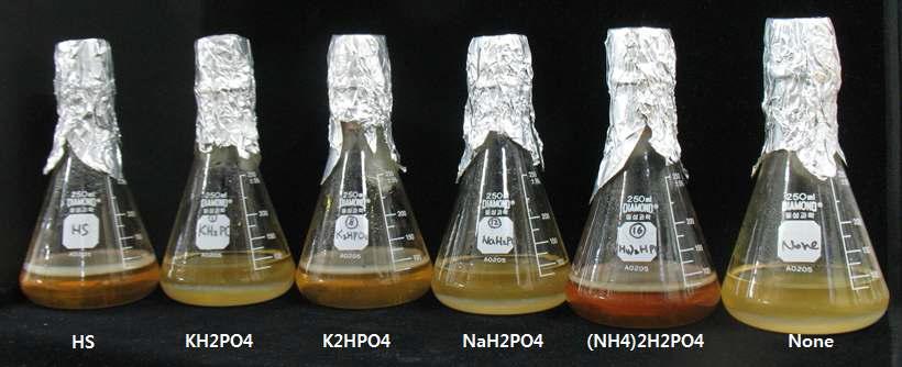 Phosphate에 따른 바이오셀룰로오스 생산