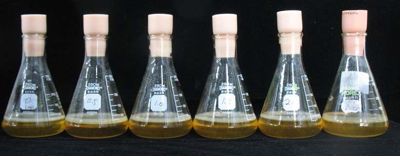 Ethanol의 농도에 따른 바이오셀룰로오스 생산