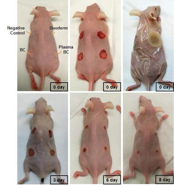 Mouse skin re-epithelialization