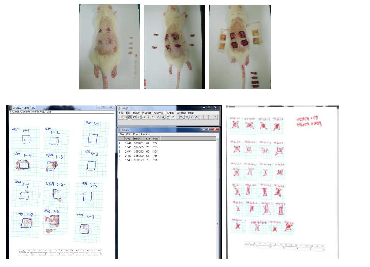 술 후 3, 9, 14일째 조직검사 및 Image J 프로그램을 이용한 창상 면적 측정