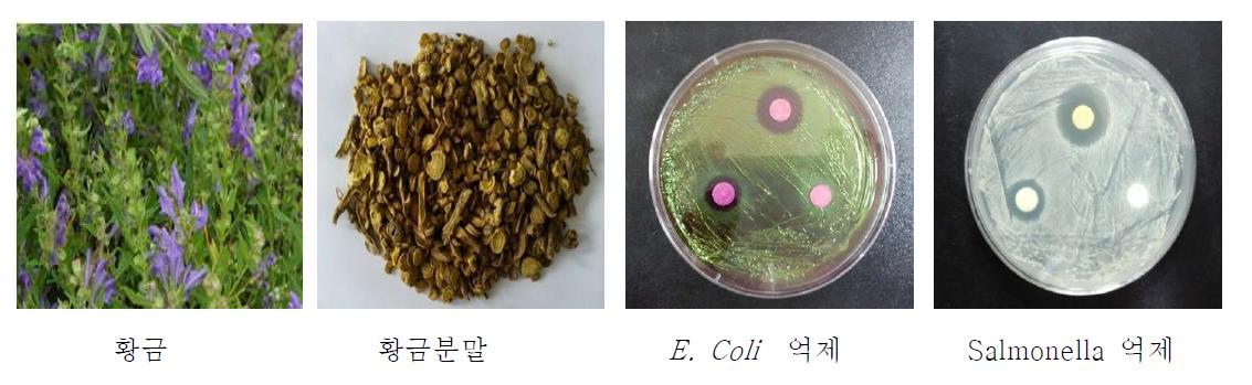 황금 및 발효황금의 병원성미생물 억제능