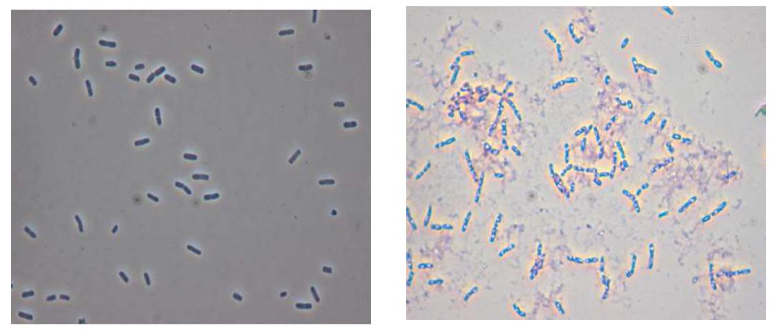 Contrast microscopy of B. licheniformis DK42.(x1500) cell and spore