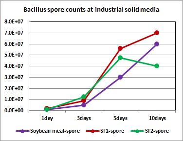 B. subtilis DK42 spore growth patterns in industrial solid media