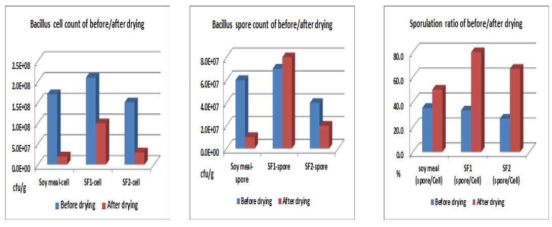 Survival ratio of Bacillus licheniformis DK42 cell and spore after drying