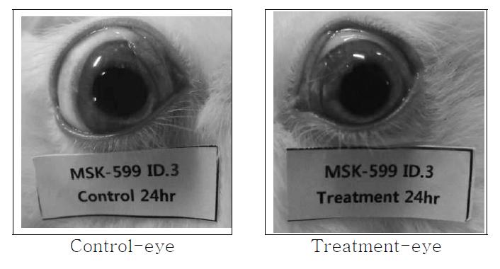 Eye, 24 hours after application of test materials