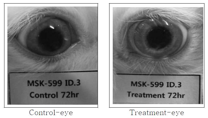 Eye, 72 hours after application of test materials