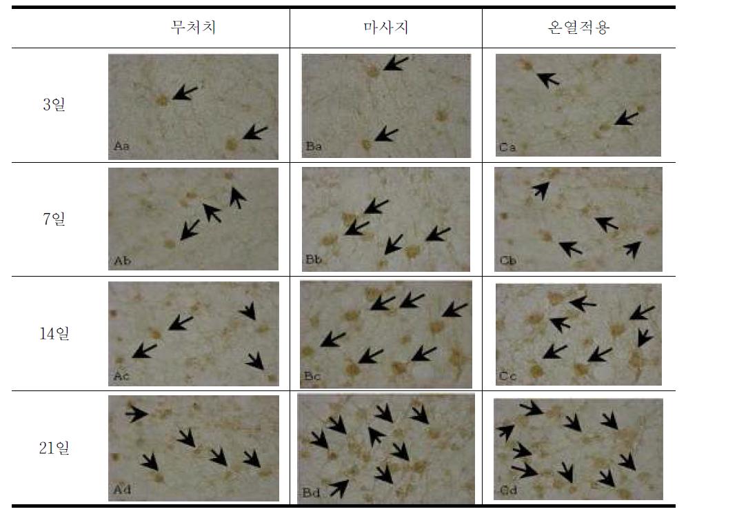 신경손상된 쥐에서의 신경영양성 인자의 발현정도