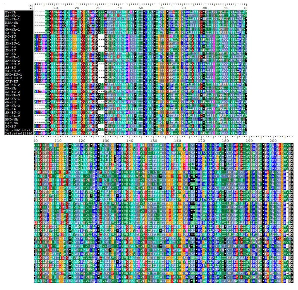 분리된 PRRS 바이러스의 protein sequence