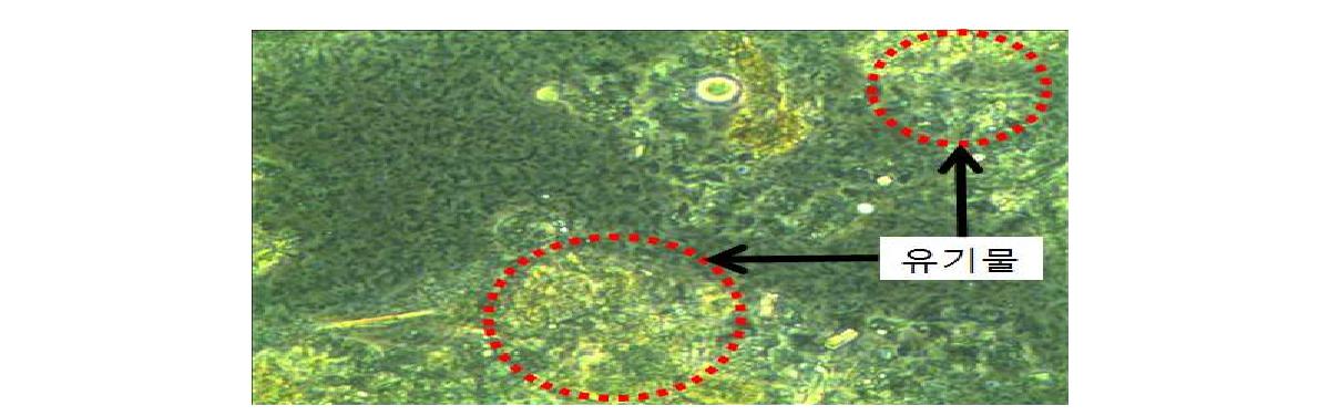 원슬러지 현미경 분석 x400