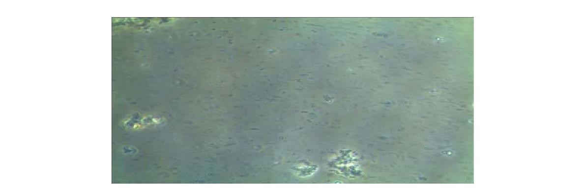 혐기소화조 현미경 분석 x400