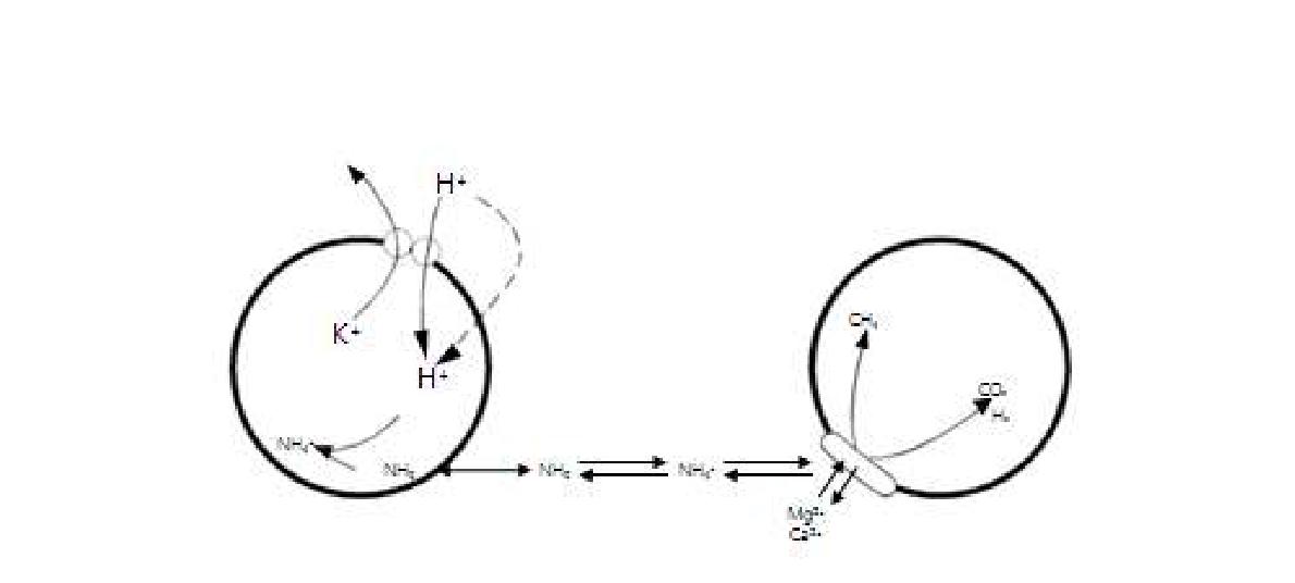 Methanospirillum hungatei에 대한 암모니아의 저해 기구