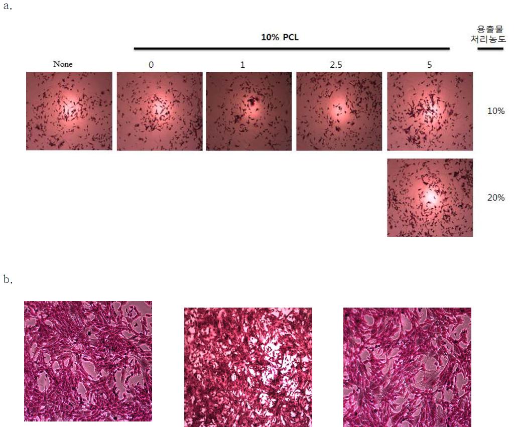 세포독성관찰. a-현미경관찰, b, SRB염색후 현미경 관찰(좌- 대조군, 가운데, 10%용출물, 우-20%용출물