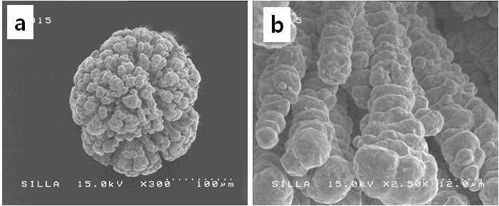다발성 금속 촉매의 전자현미경 사진 (a)정면 및 (b)측면